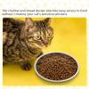 imageDomensi 12 Pieces Stainless Steel Whisker Friendly Cat Bowl Shallow Cat Food Dish 67 Inch Wet Feeding Bowls Flat Pet Dish Small Pet Plate for Kittens Ferrets Stray63 Inch
